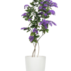 Petrea volubilis